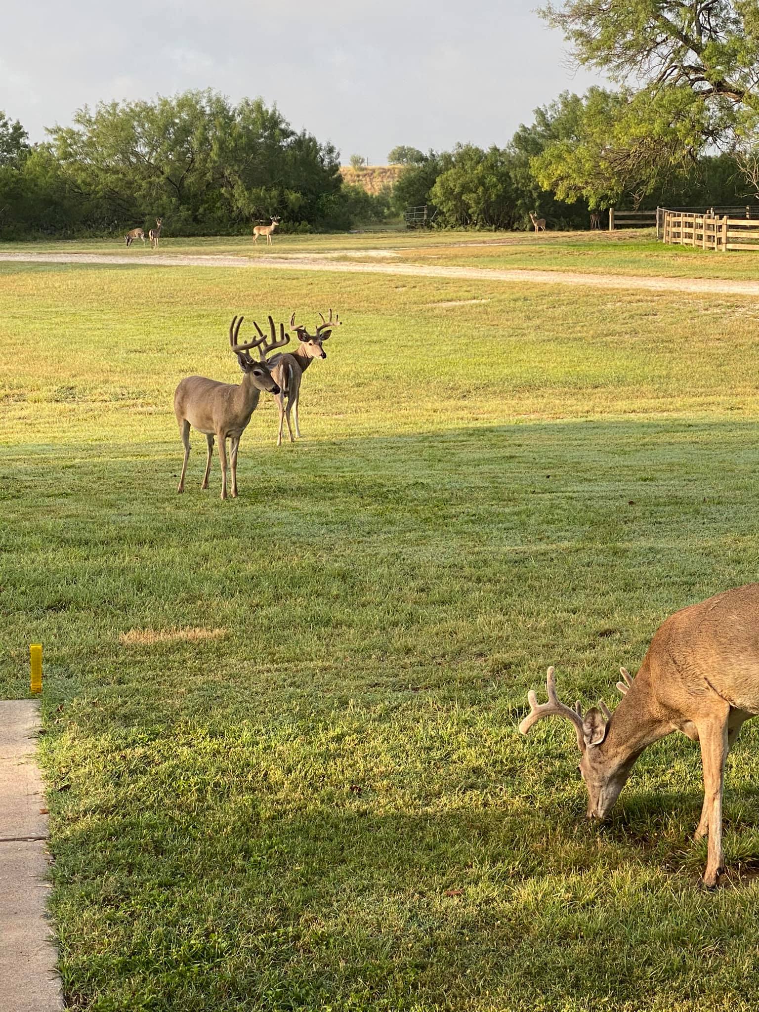 Big Tine Ranch | Jourdanton TX