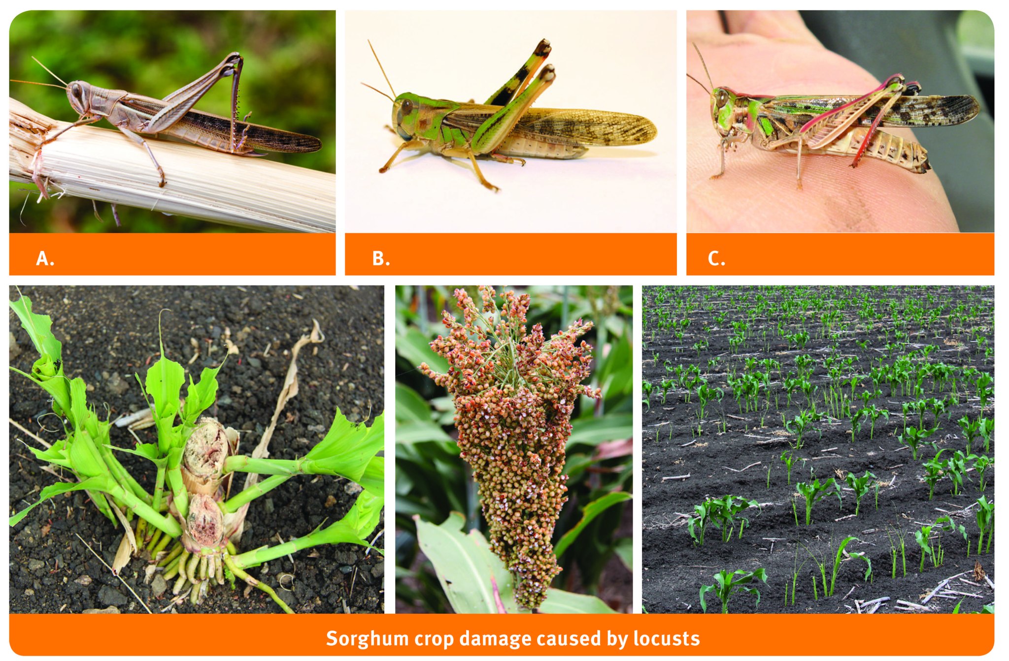 Can you name the locusts in this... - Biosecurity Queensland | Facebook