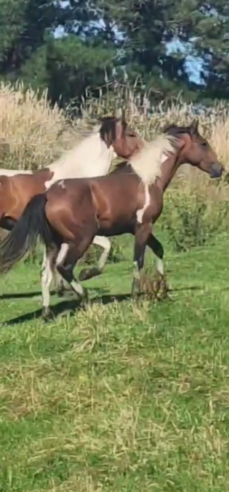 Heta Horses & Hunting