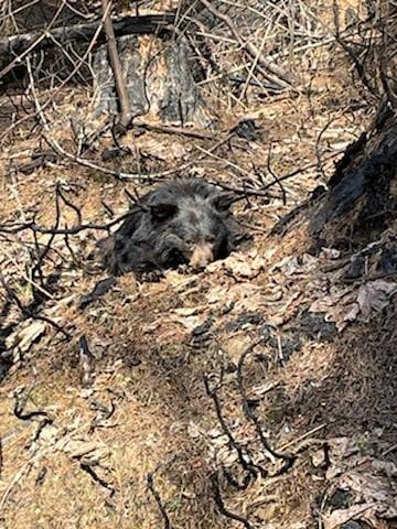 Turtle Ridge Wildlife Center | Lyons OR