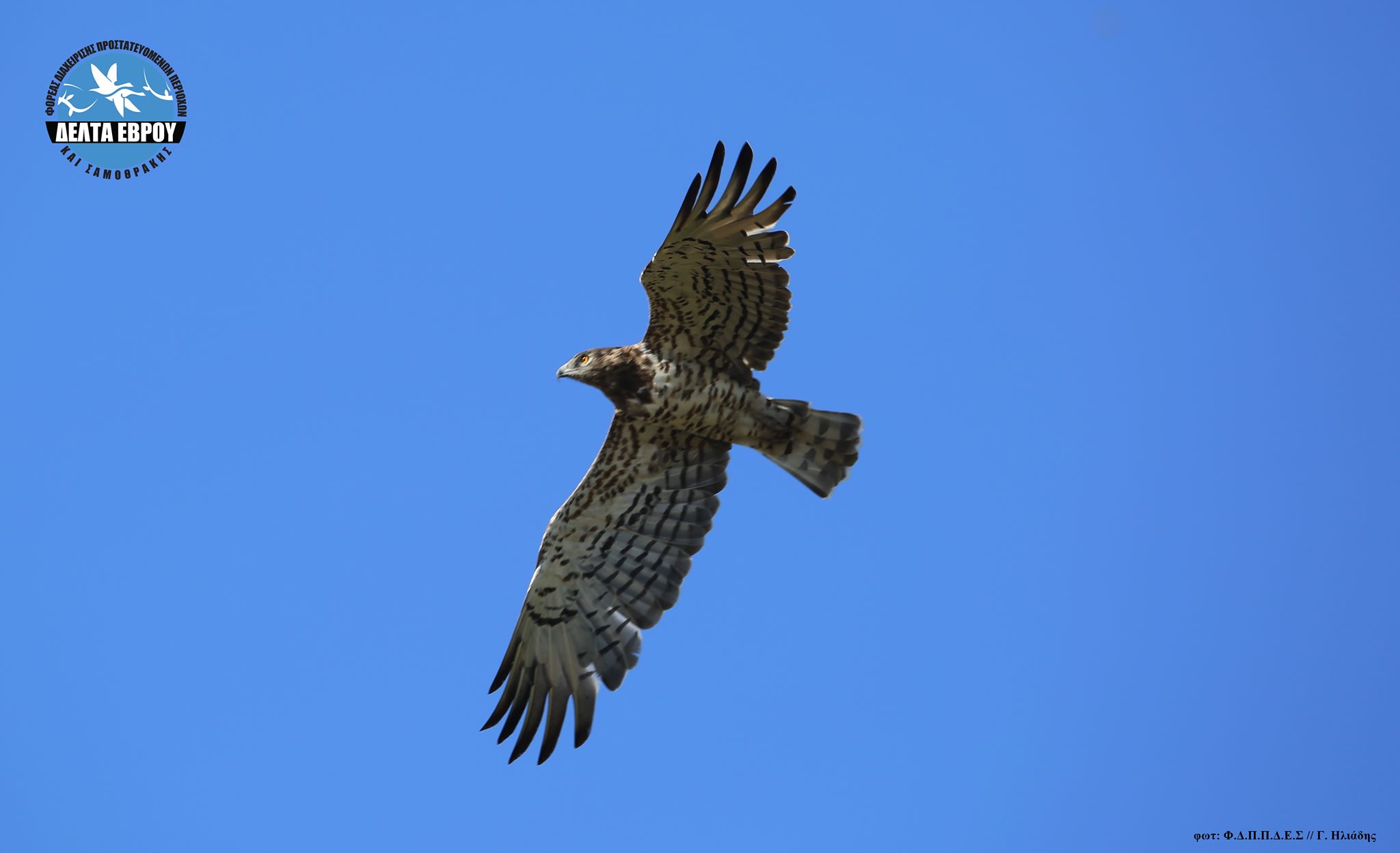Antikythira Bird Observatory (ABO) - Spring 2019, Day 57 We have now ...