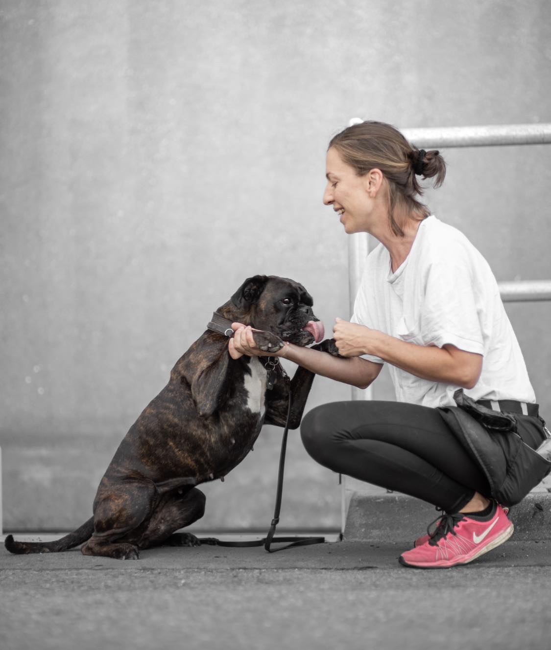 Hundetraining OssiSchnauzen... - Hundetraining OssiSchnauzen