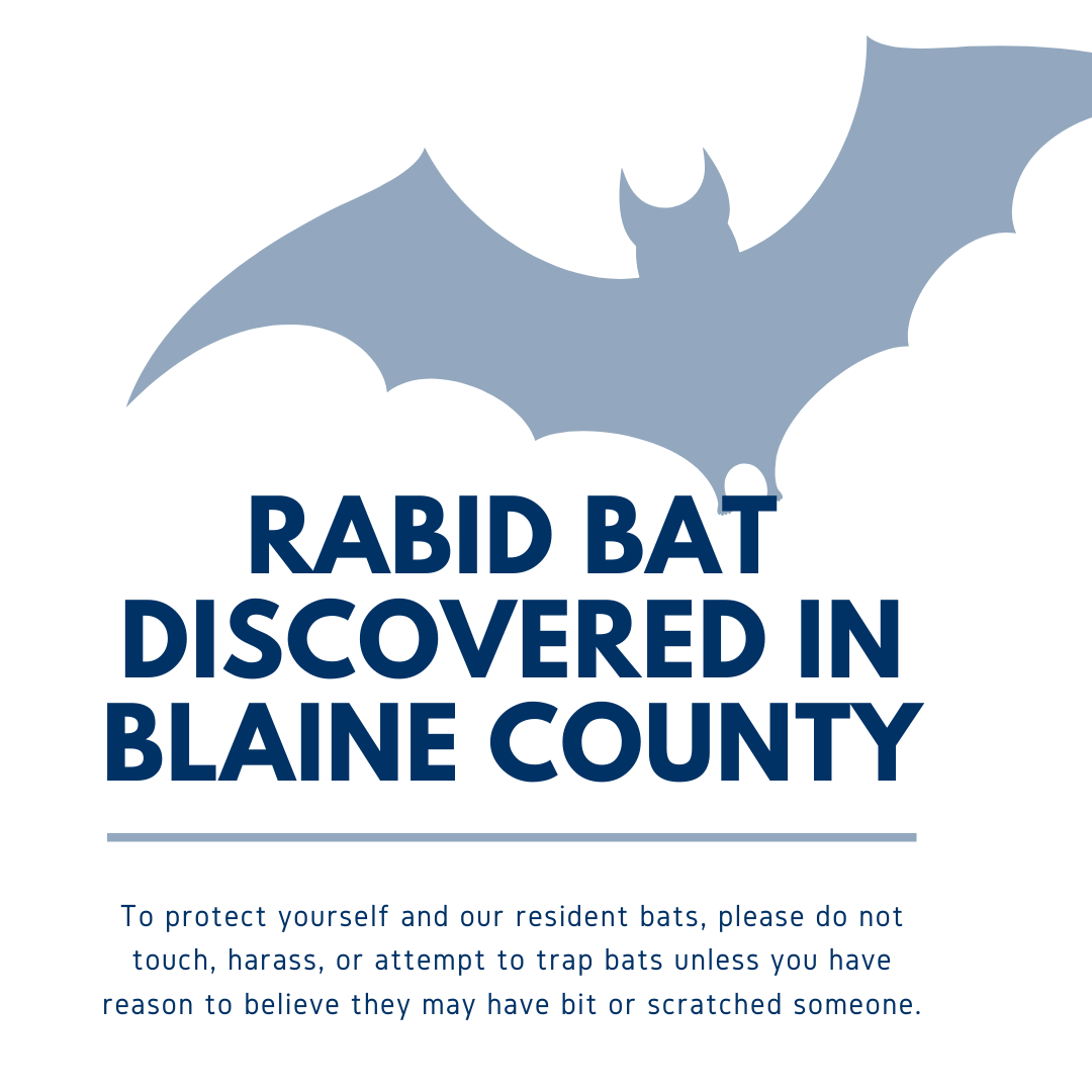 Can Touching A Bat Give You Rabies