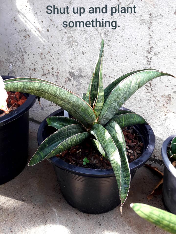 Sansevieria sinus simiorum zimbabwe R1734 ไม้น่าสะสมที่หายาก ยิ่ง