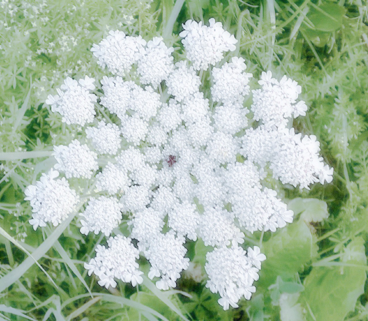 Brin d'herbe - . Linaire commune Linaria vulgaris... | Facebook