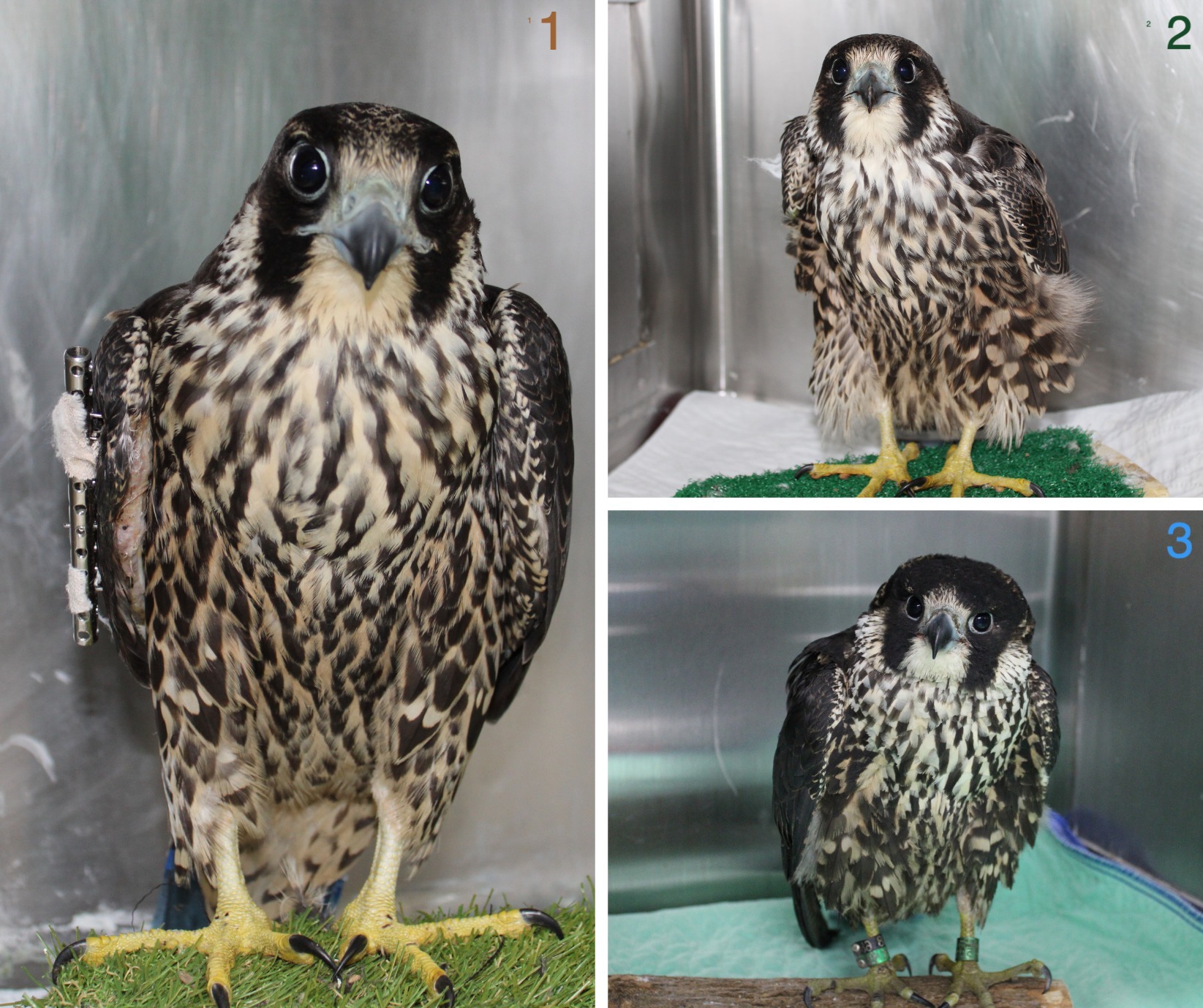 We cannot remember a time when we have had three peregrine falcons in ...