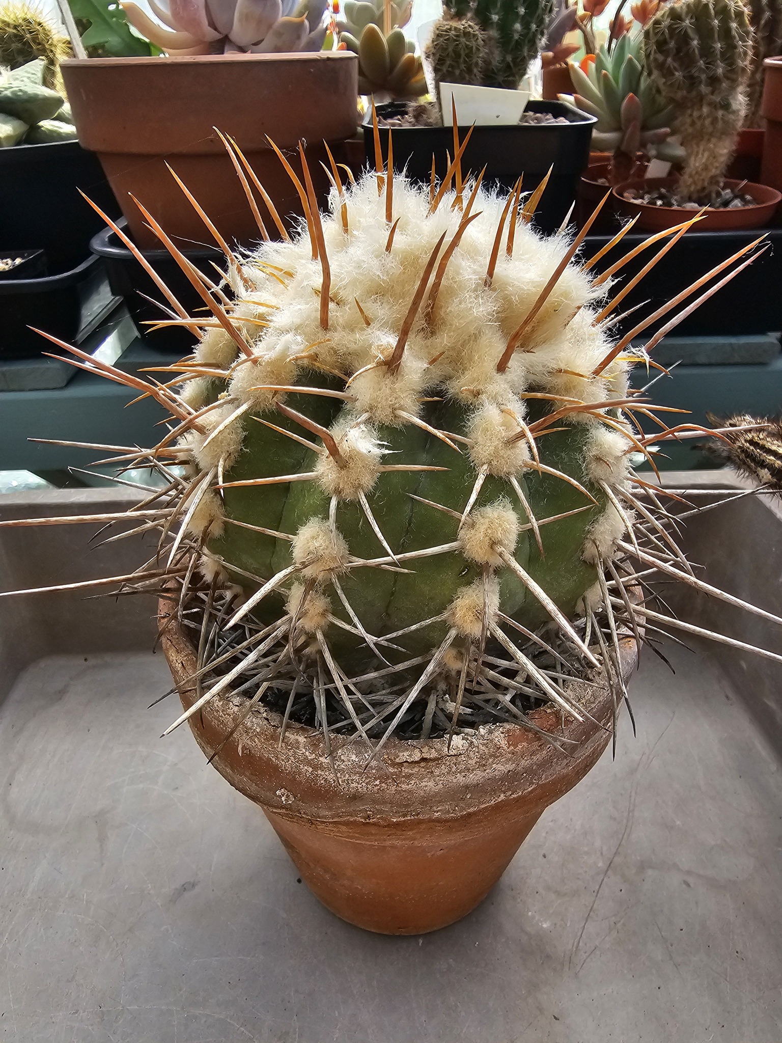 Copiapoa bridgesii in bloom with preserved pollen