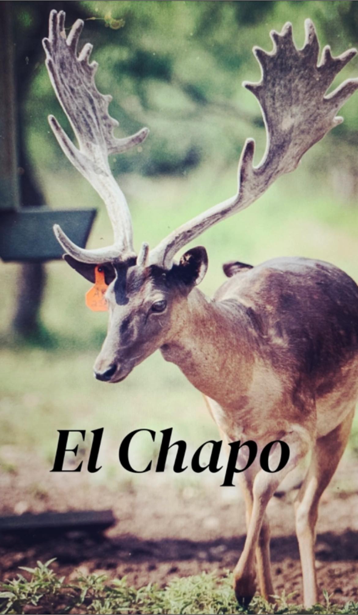 Long Tine Ranch | Quinlan TX