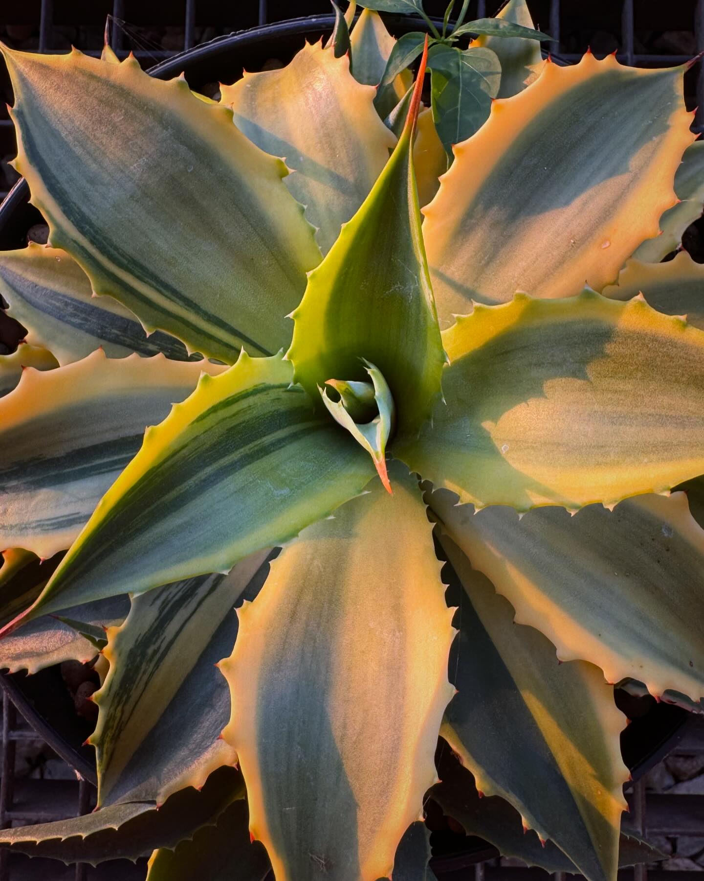 Agave desmettiana yellow mutate. One of the prettiest agaves I
