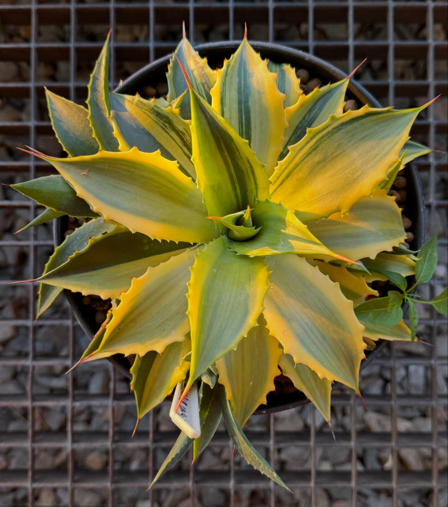 Agave desmettiana yellow mutate. One of the prettiest agaves I