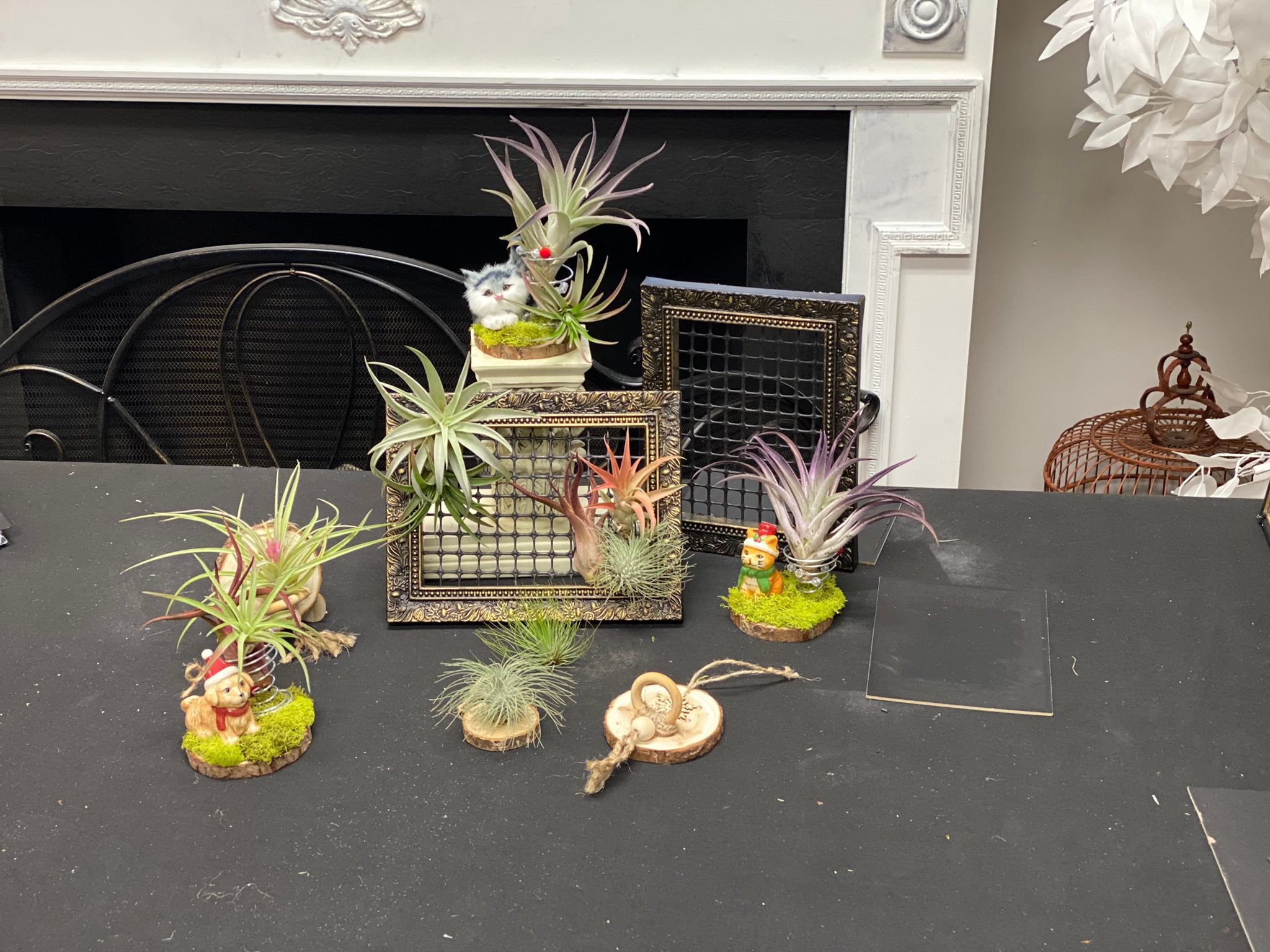 I love using picture frames as Tillandsia holders 🔥