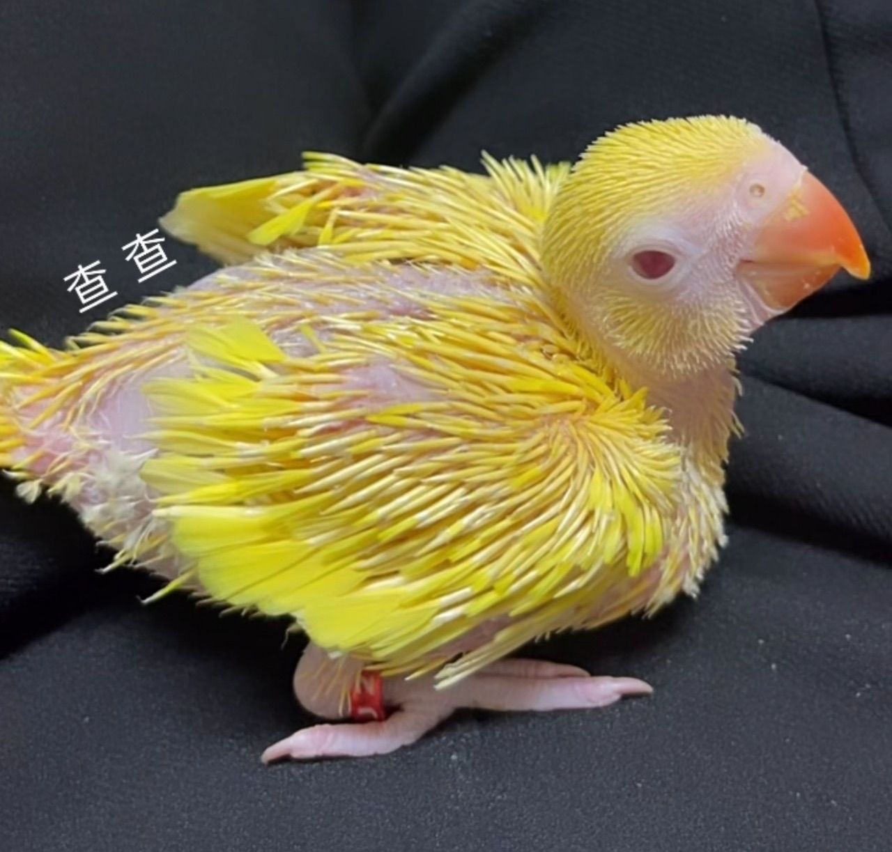 歸陶Gui Tao 寵物骨灰罐 寵物紀念品