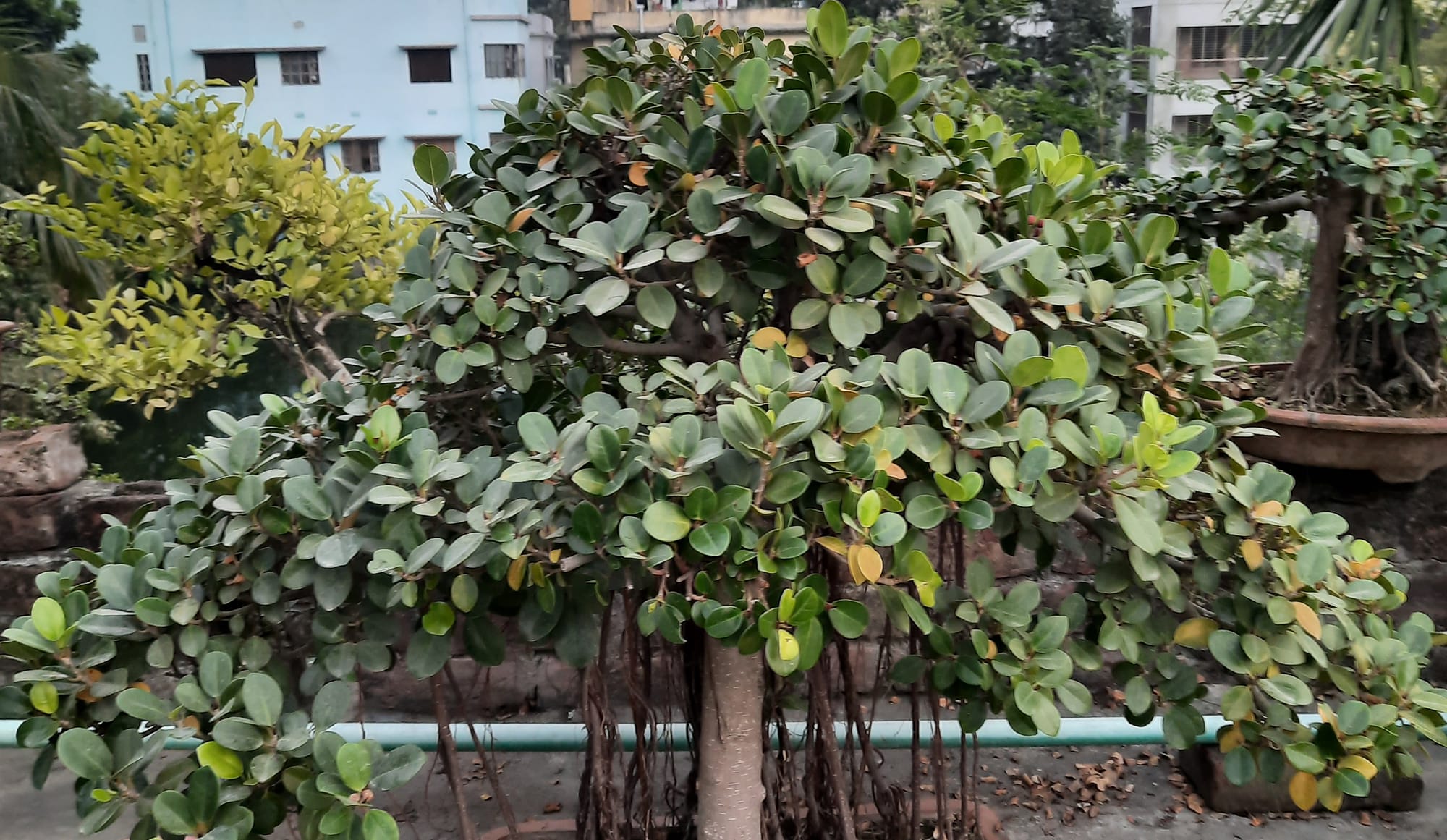 Polash Bonsai | Rajshahi