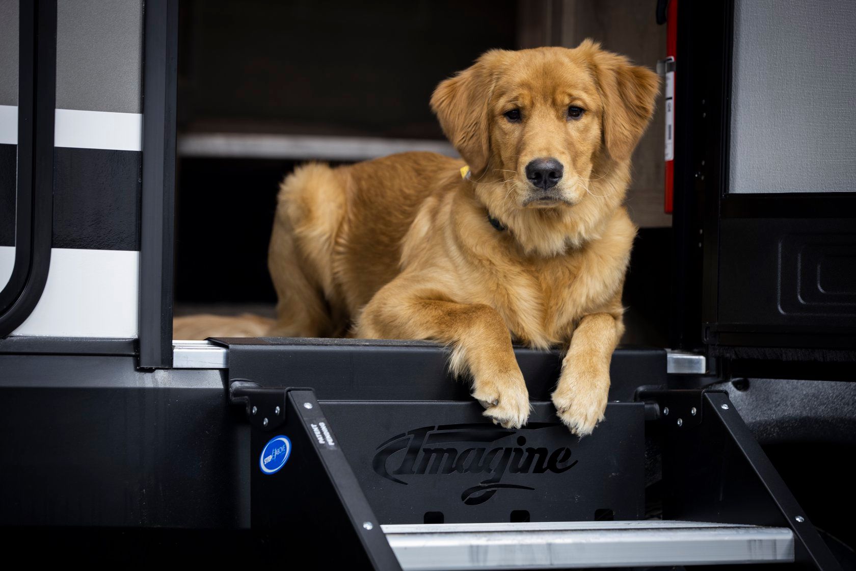 Grand Design RV - Meet Teague! He is an 8-month-old Golden... | Facebook