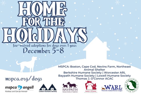 Home for the Holidays – A Fee-Waived Adoption Event for Adult Dogs