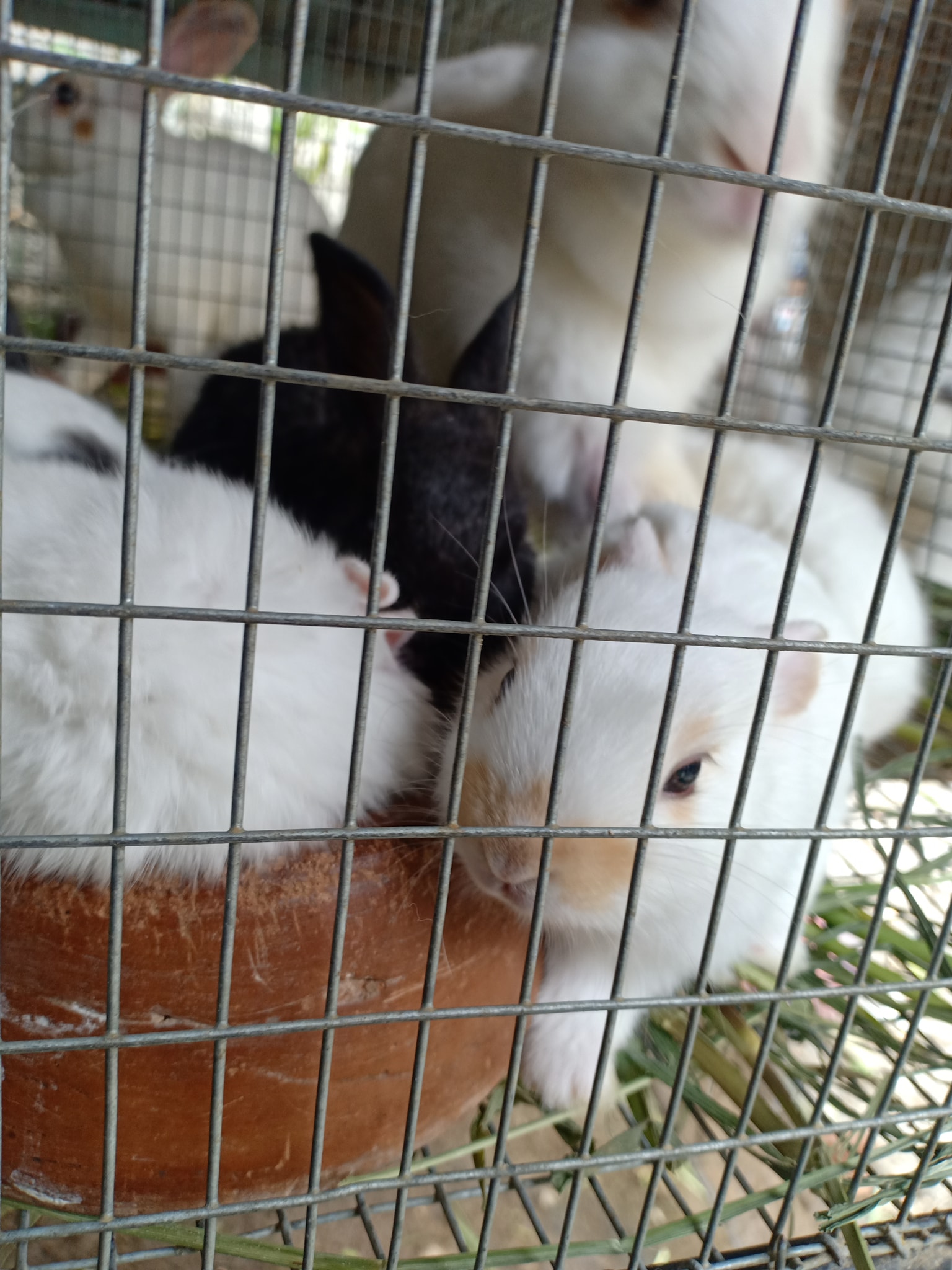 PSR Rabbitry Bulacan | Angat