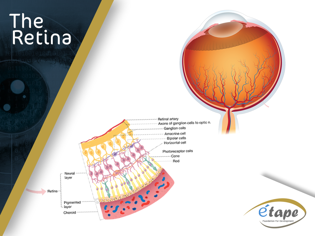 ETAPE Foundation - The Retina 👀 The retina is a layer inside the eye ...