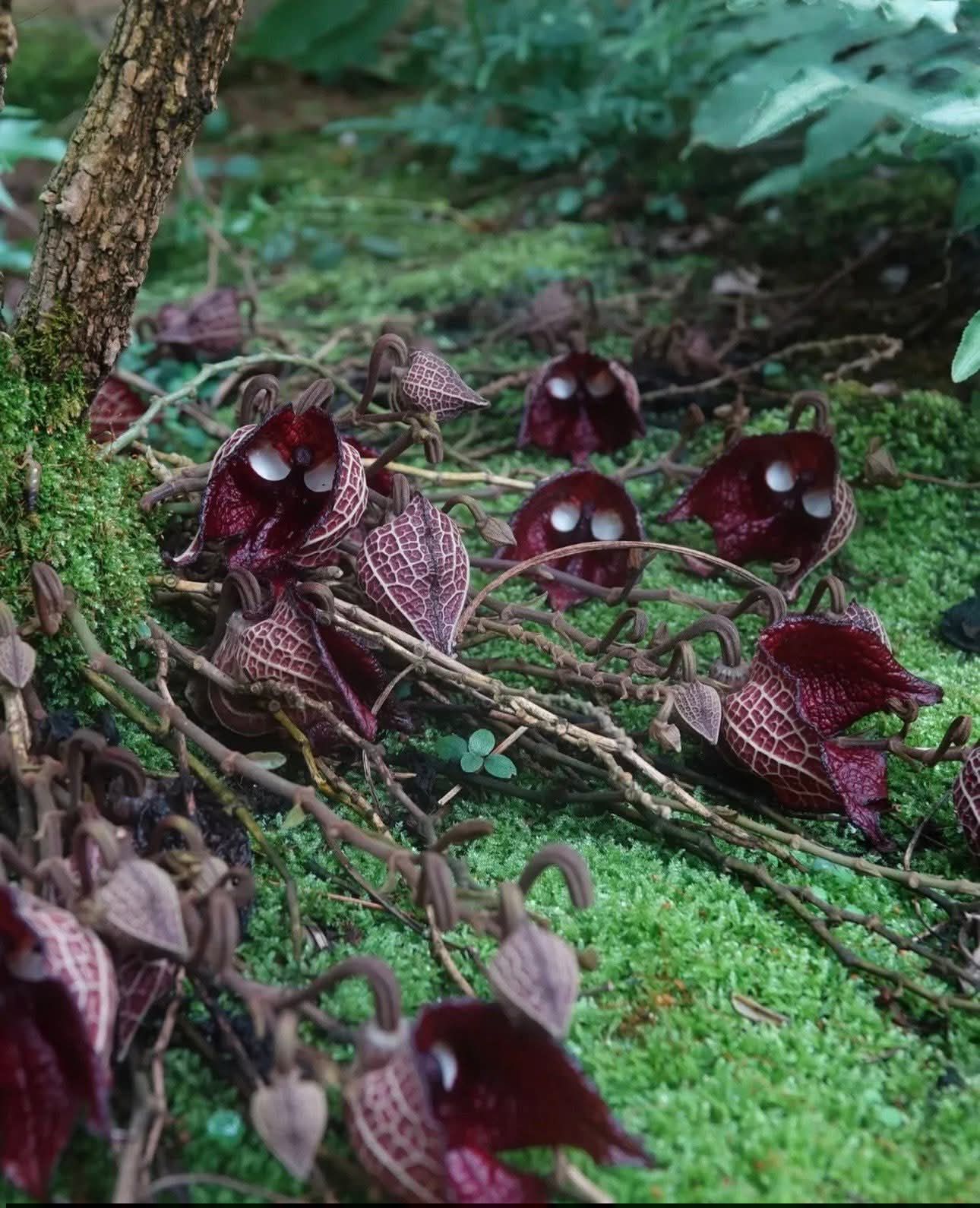 Hohenlaeaicum 'Darth Vader' plant description