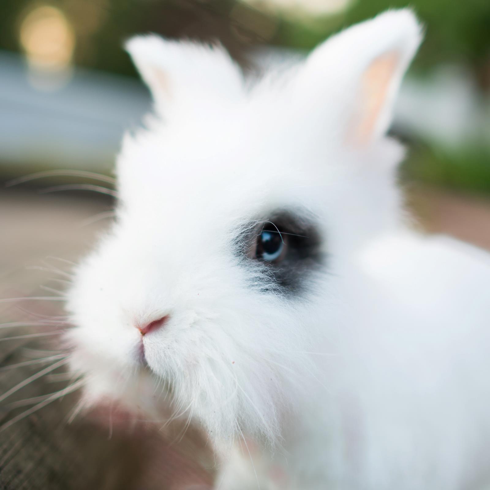 Schopenhauer The Disapproving Rabbit