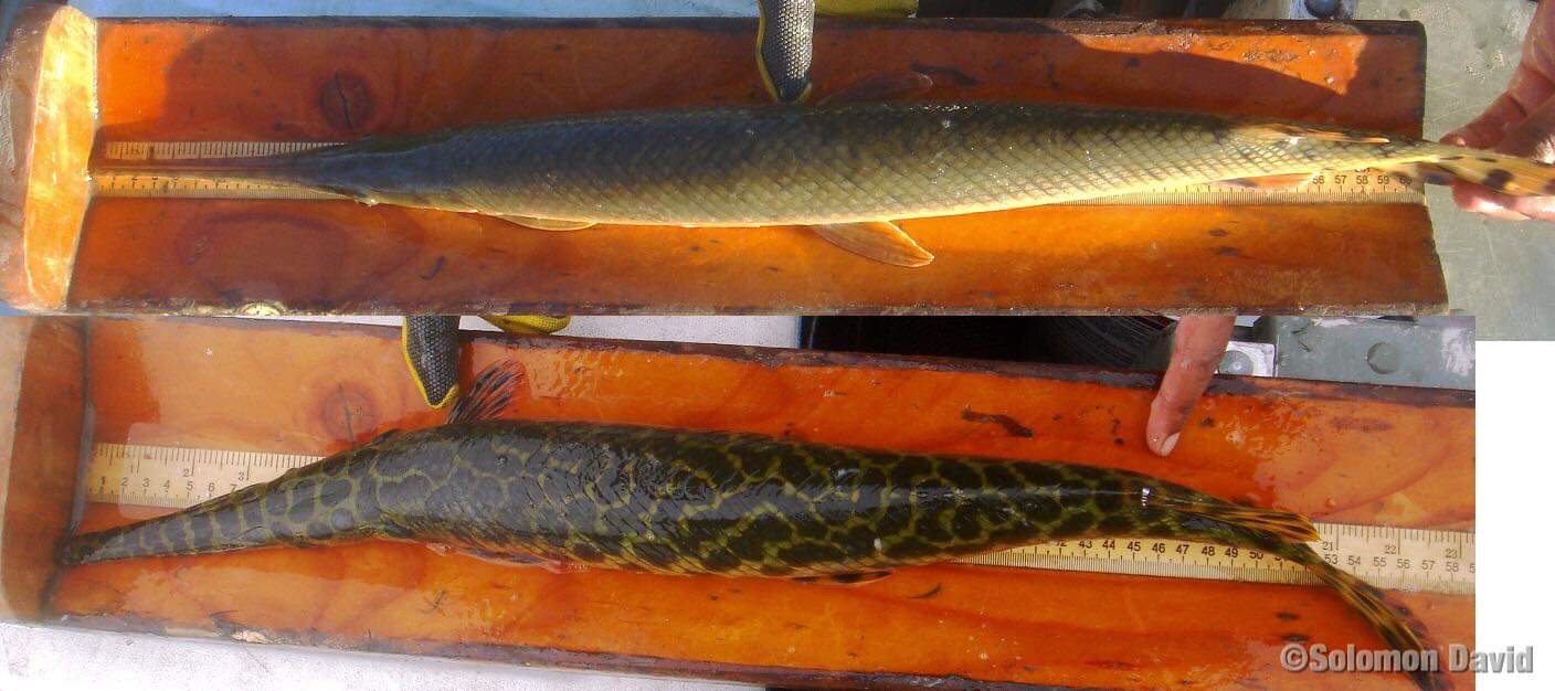 Ottawa - The first endangered spotted gar was captured in West Harbor ...