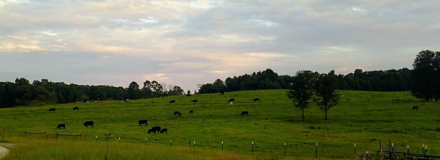Parks Ridge Cattle LLC | Clermont GA
