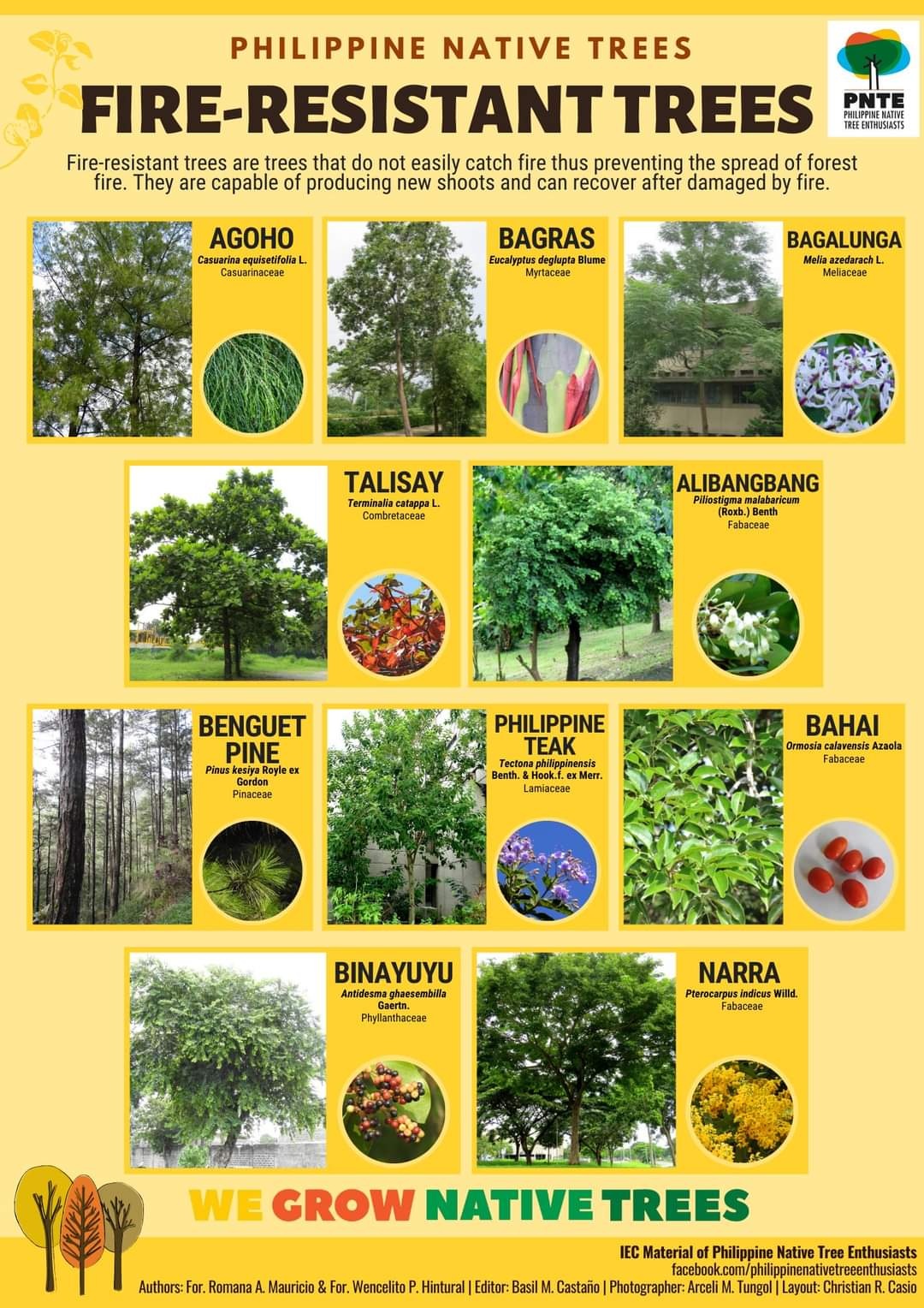 Bosque M
