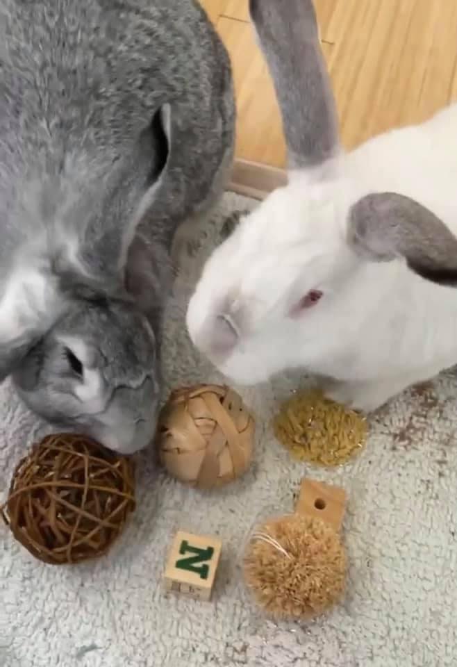 💜🌸💜 Bonded sisters … 💜🌸💜 💜🌸💜... - Romeo's Rabbit Rescue