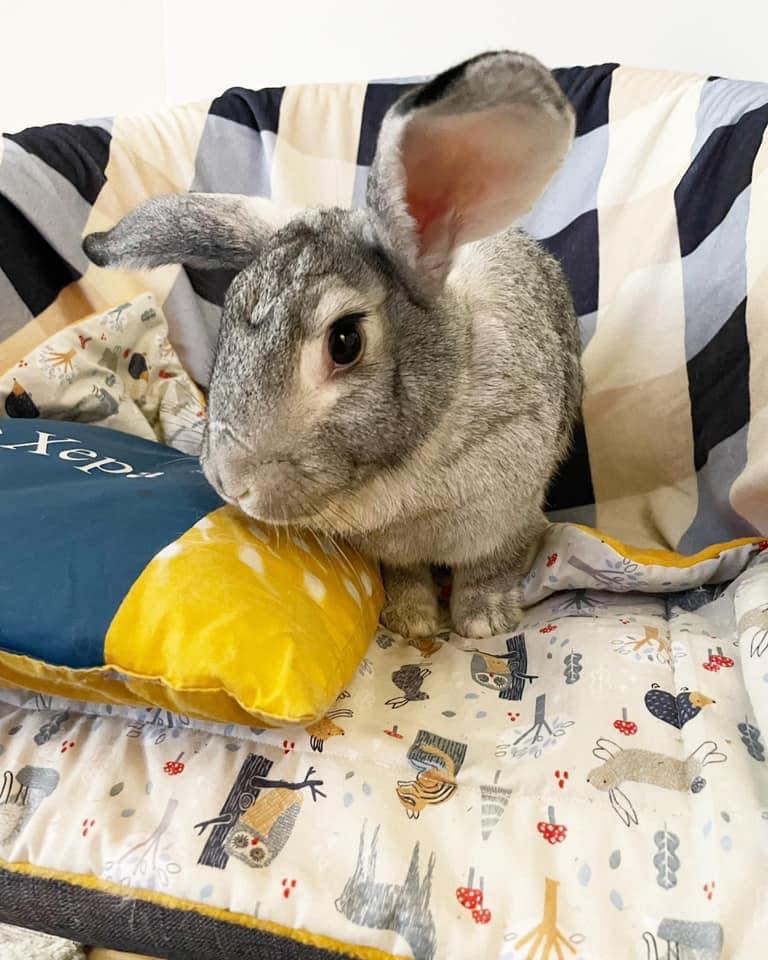 💜🌸💜 Bonded sisters … 💜🌸💜 💜🌸💜... - Romeo's Rabbit Rescue