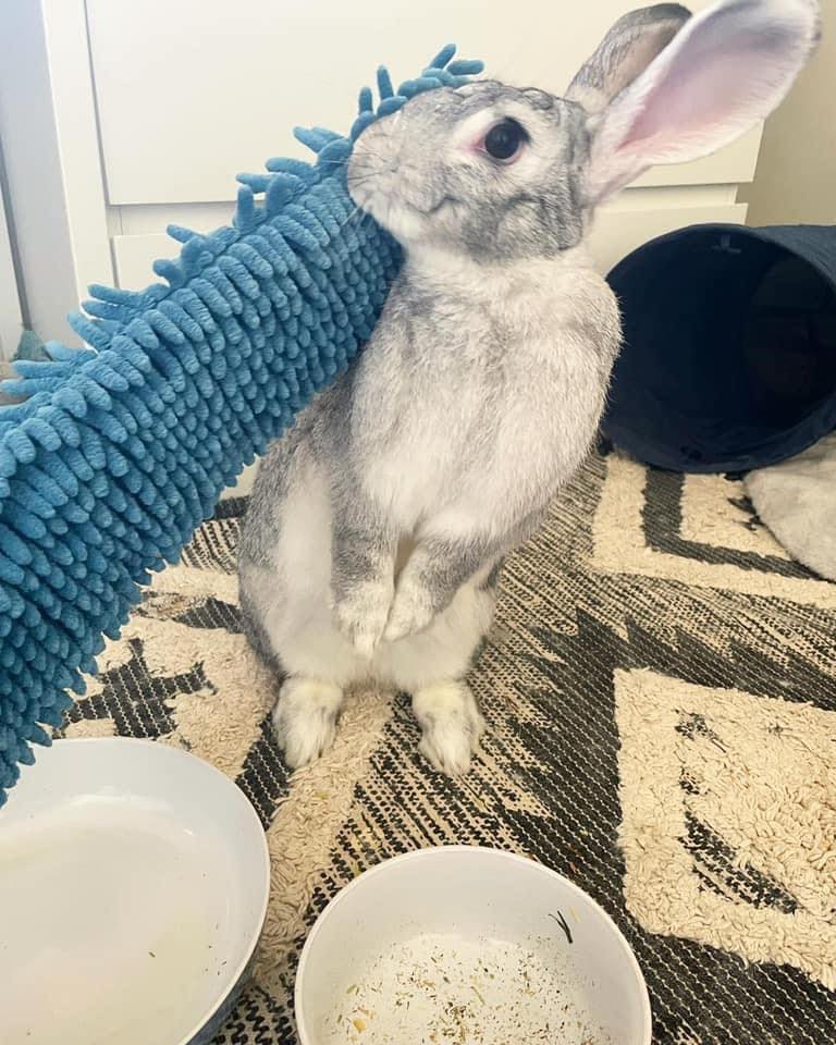 💜🌸💜 Bonded sisters … 💜🌸💜 💜🌸💜... - Romeo's Rabbit Rescue