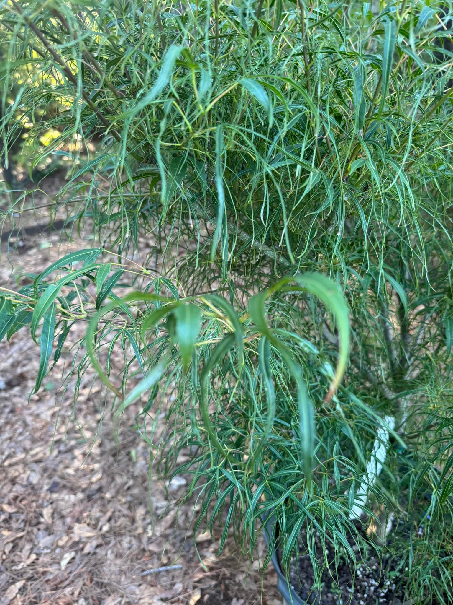Is this a Koto no Ito Japanese maple tree?