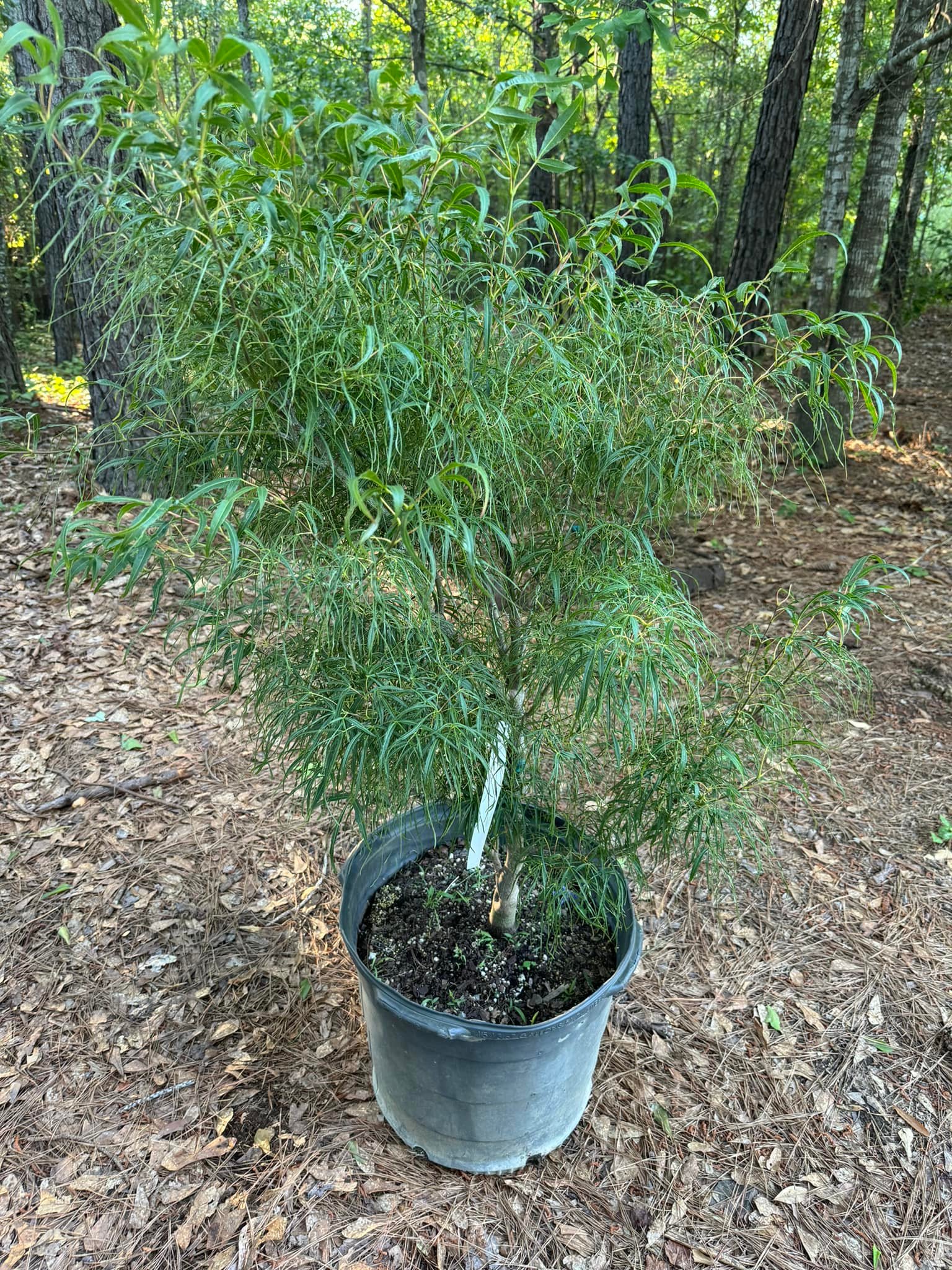 Is this a Koto no Ito Japanese maple tree?