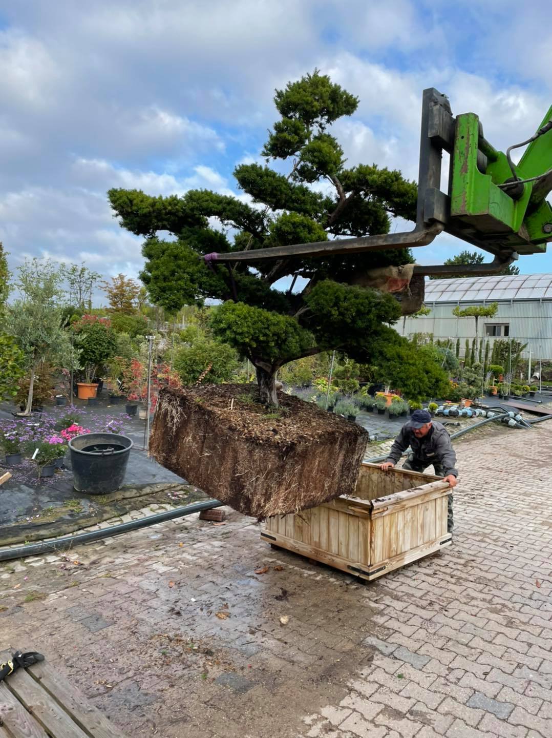 Ein Taxus... - Erich Maier Baumschulen & Gartengestaltung | Facebook