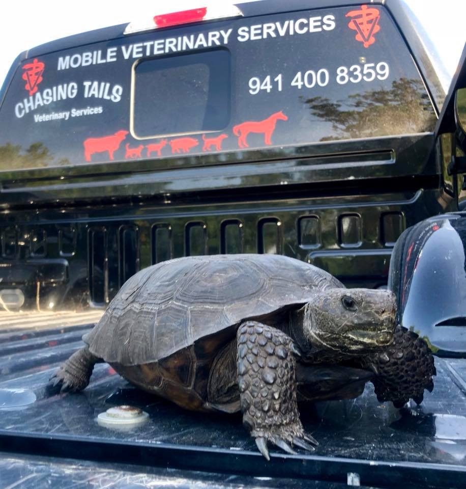 Happy Friday!!!... - Chasing Tails Mobile Veterinary Services