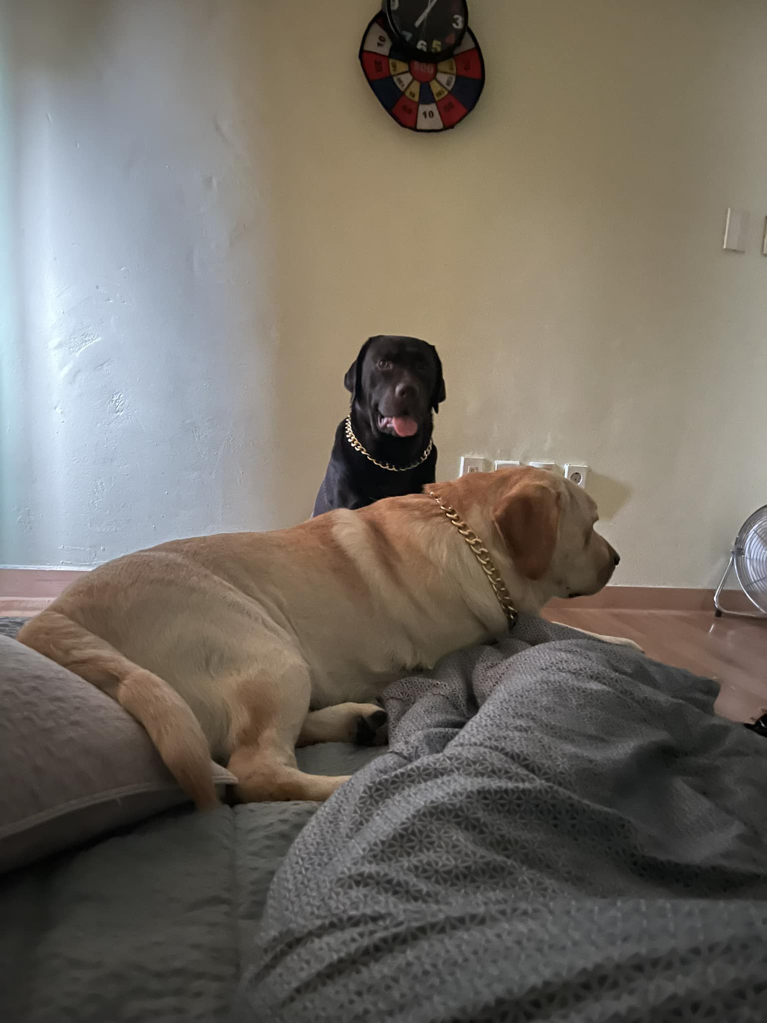 นั่งกดดัน สักหน่อยมานอนทับซ้าย... - Dobby Bambii labrador