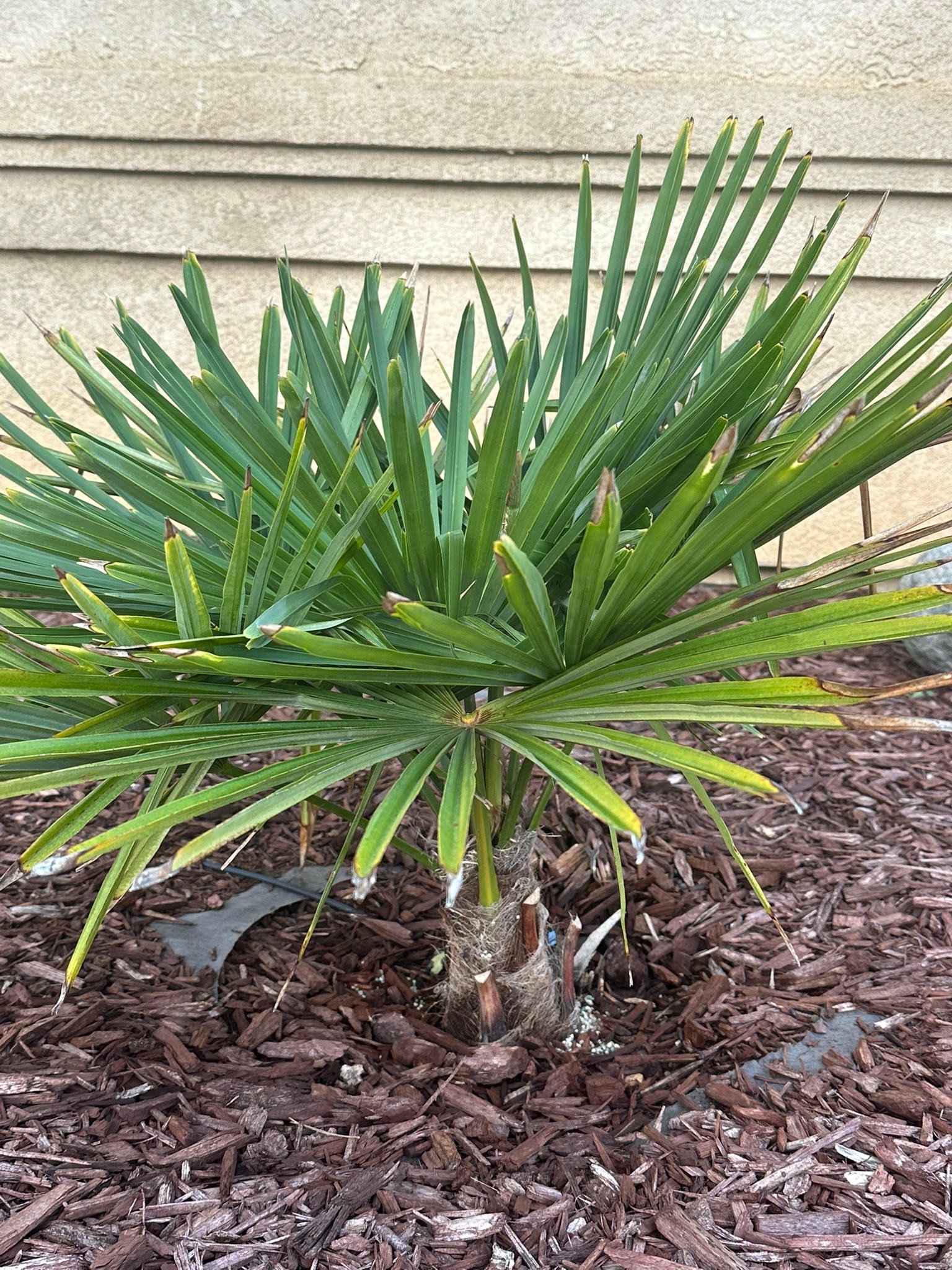 Pygmy date palm thriving in zone 9a