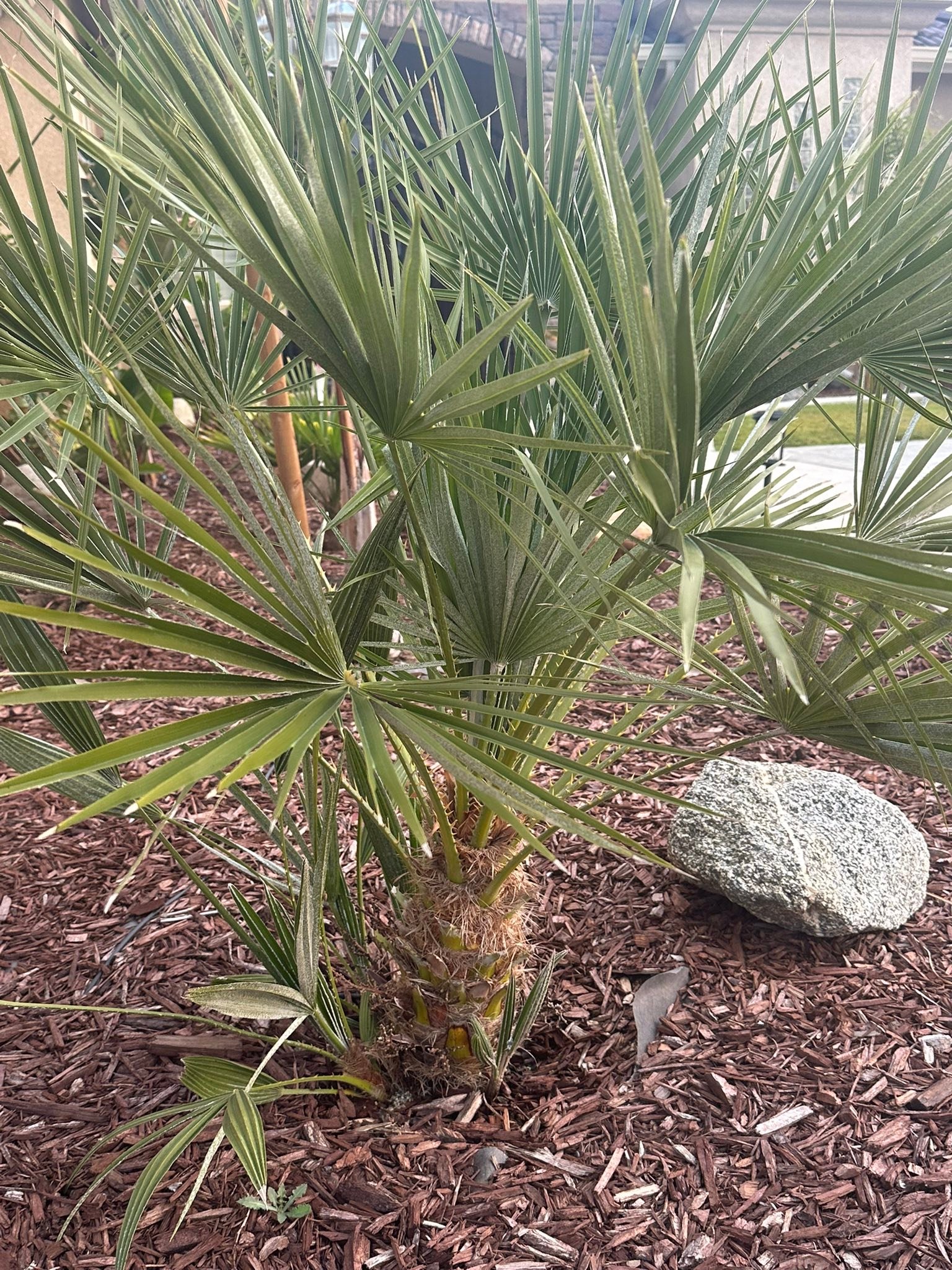 Pygmy date palm thriving in zone 9a