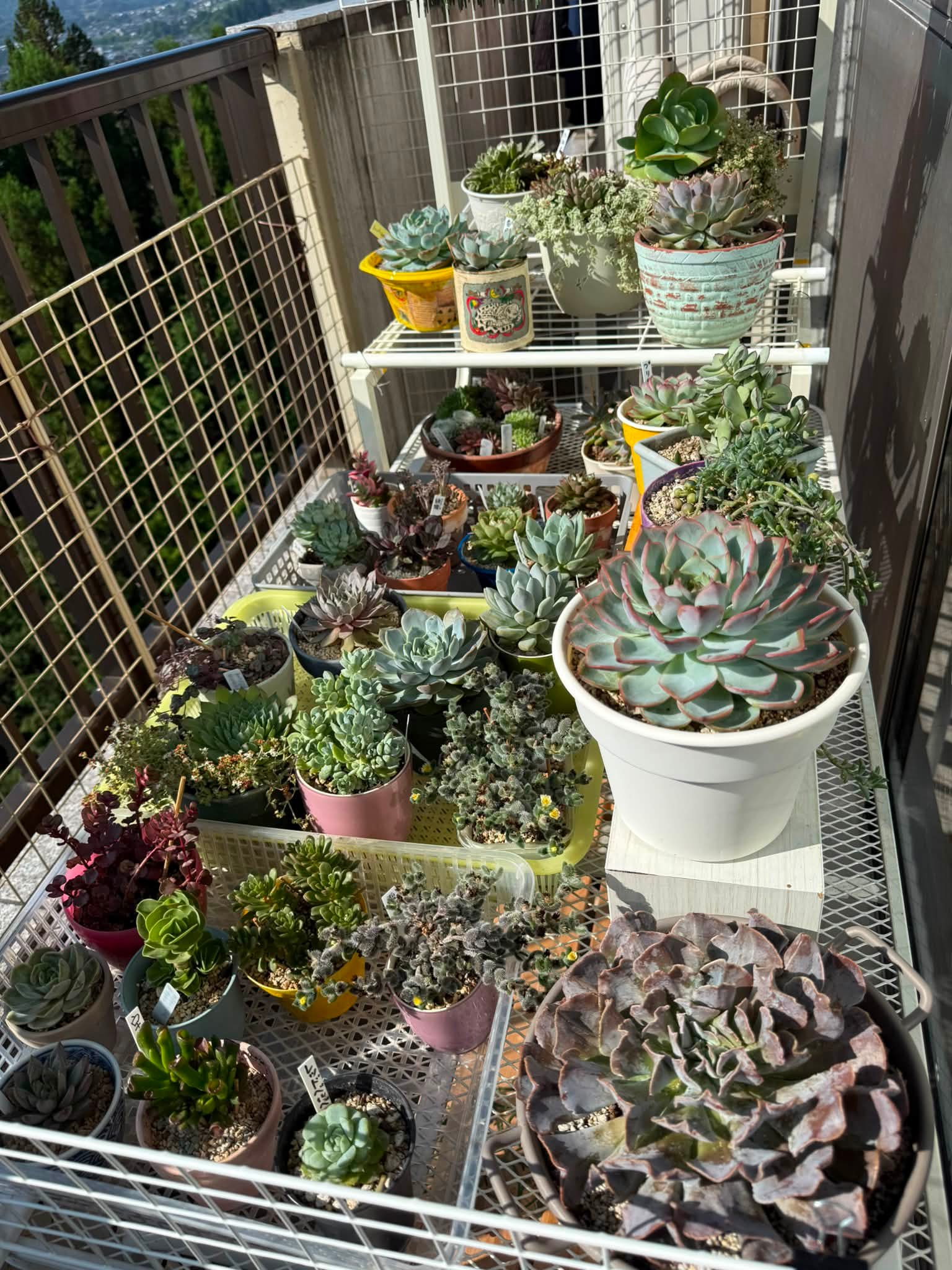 タニ's引越しあと少し🌵