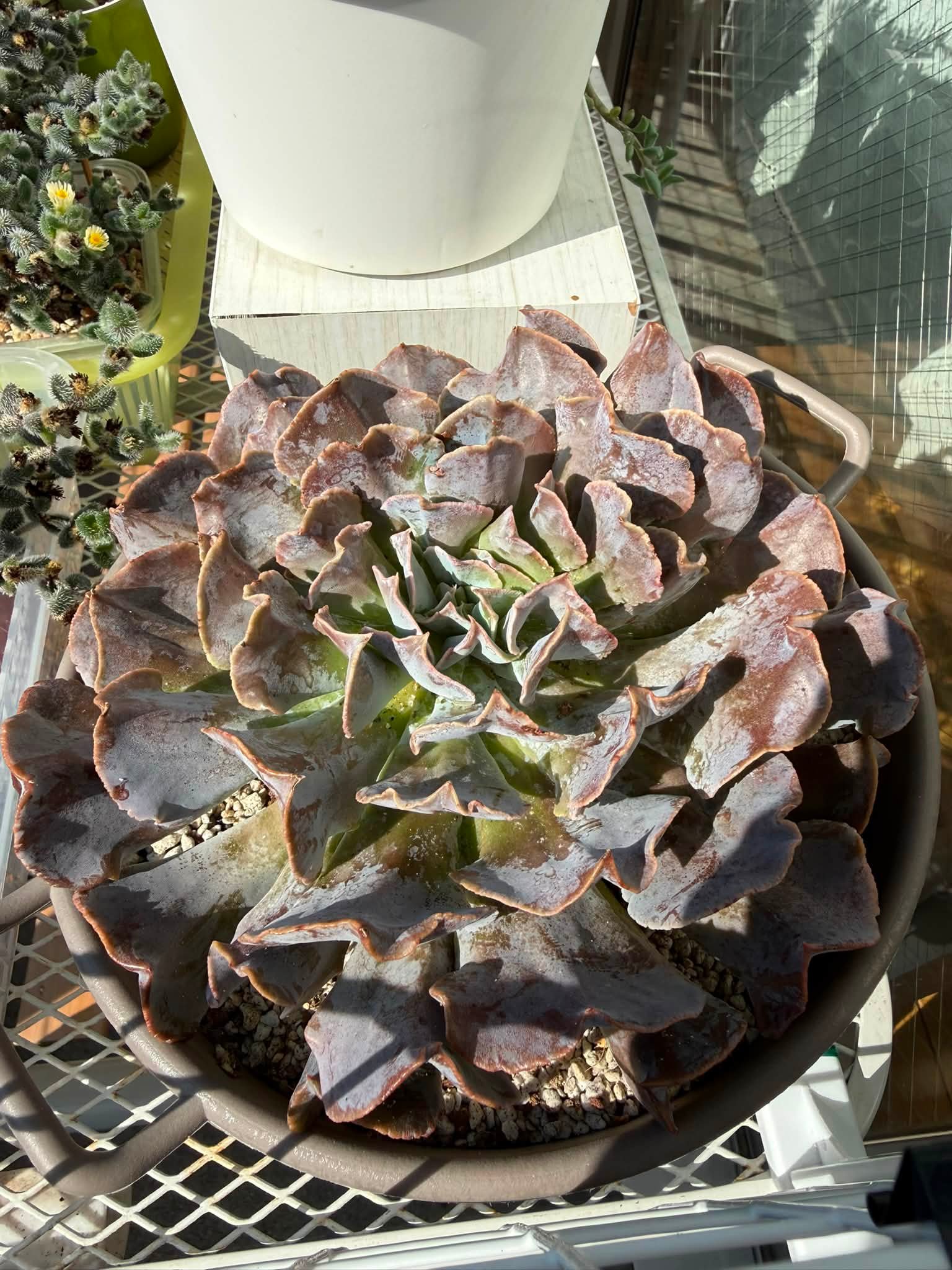 タニ's引越しあと少し🌵