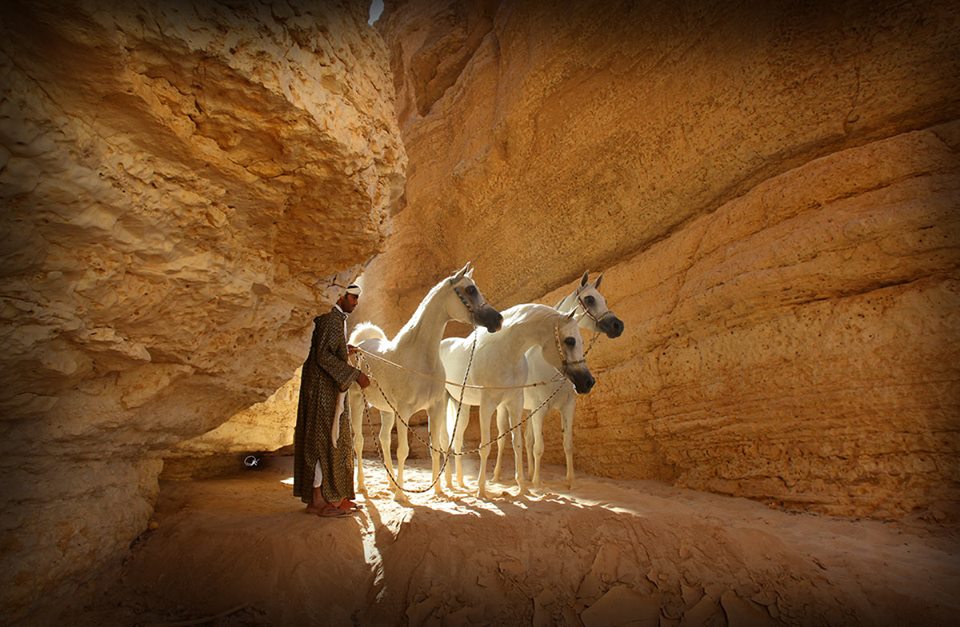 The Champions Of Arabian Horses