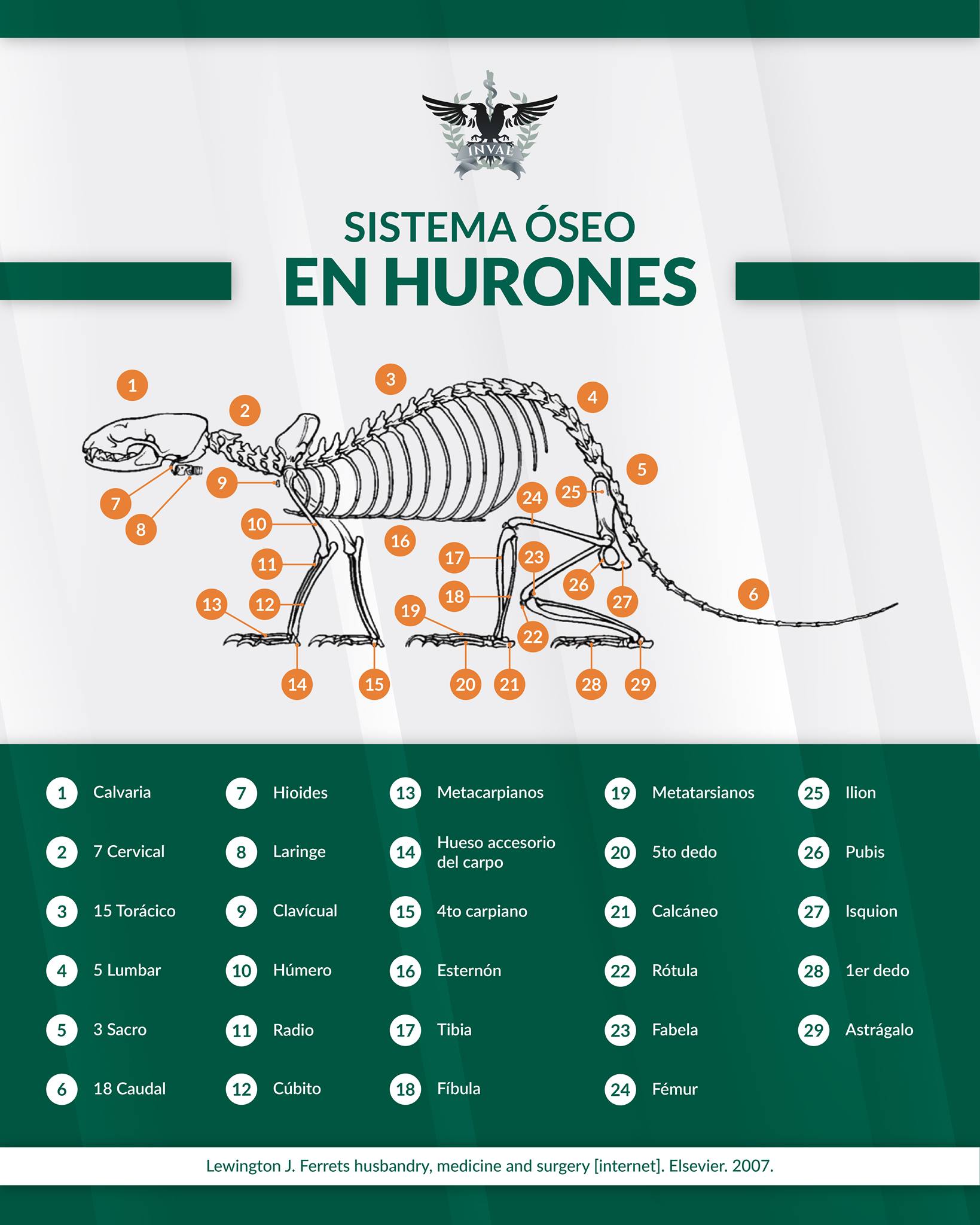 INVAE - El cuerpo del hurón es tubular, largo y muy flexible que ...