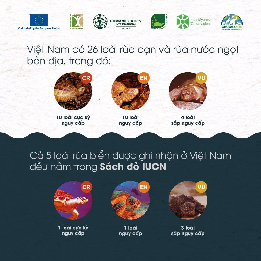 ART CONTEST: LET'S SAVE TURTLE... - Asian Turtle Program | Facebook