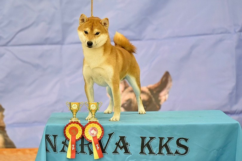 ️Great weekend in... - Kamadogami Shiba inu kennel-Estonia