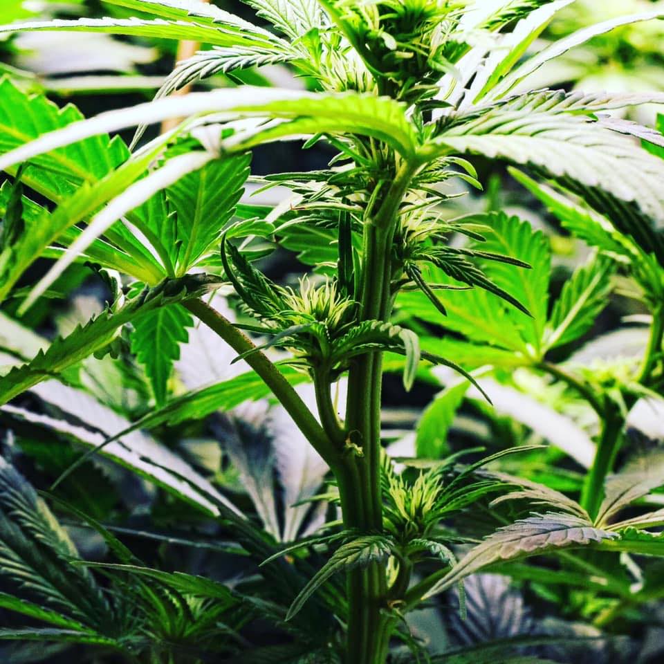MaryJane Mayhem Hampton VA