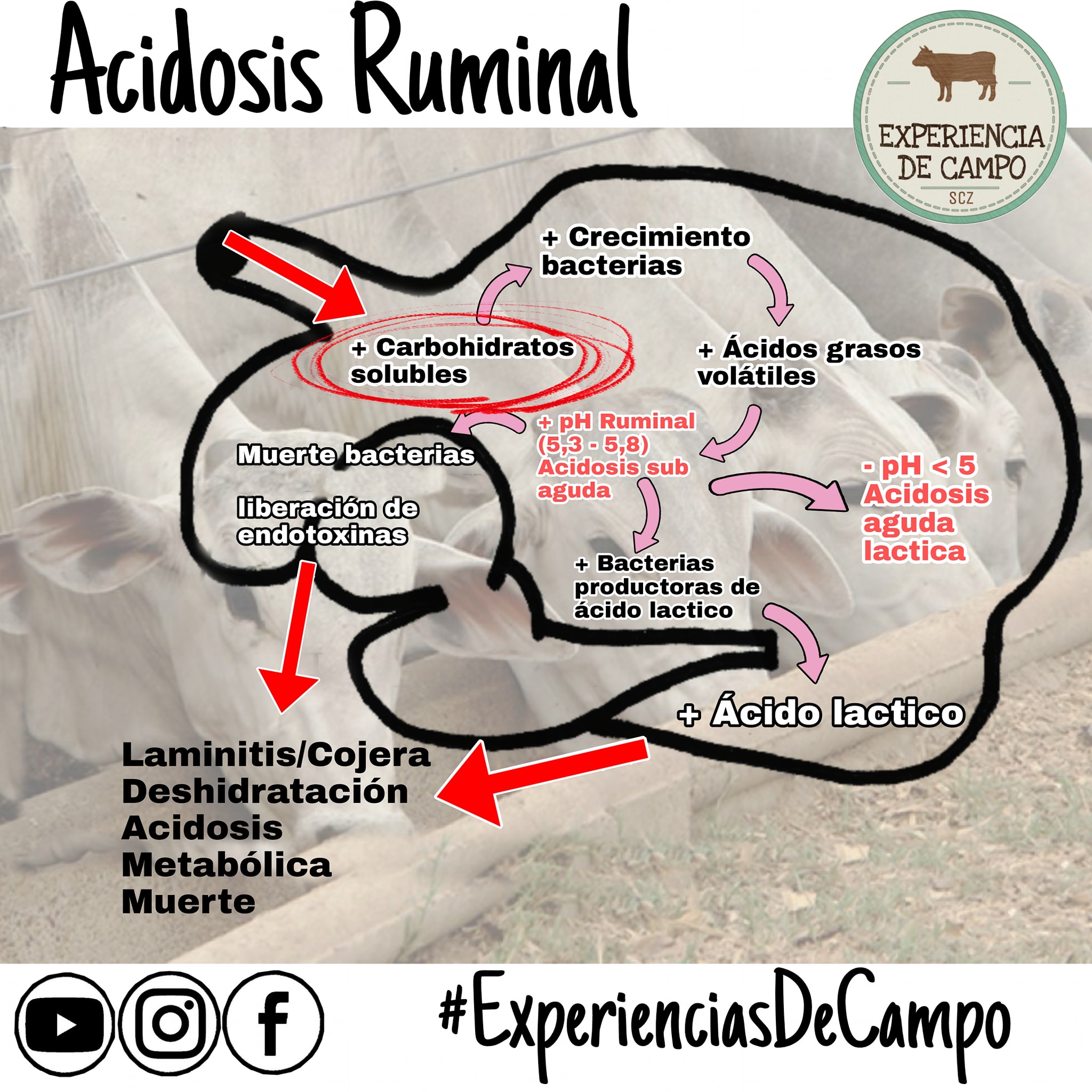 Experiencias De Campo - #AcidosisRuminal #Confinamiento La acidosis ...