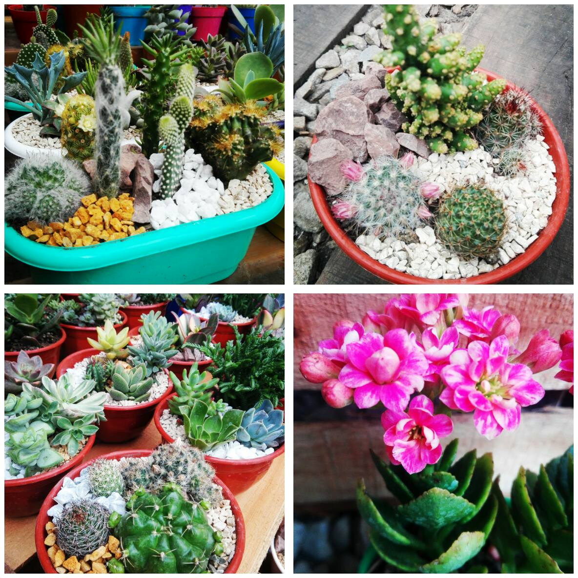 Cactus y suculentas de... - ARTE VERDE Suculentas y Cactus | Facebook