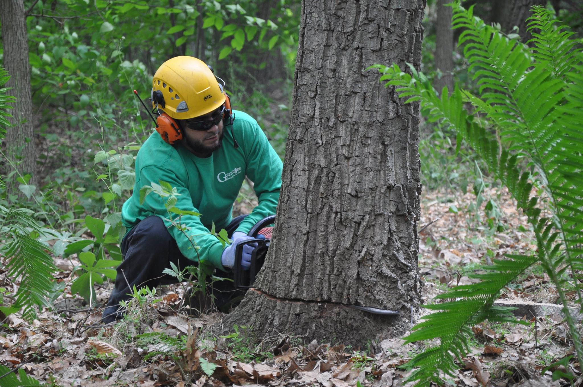 Maple Hill Tree Service | Kennett Square PA