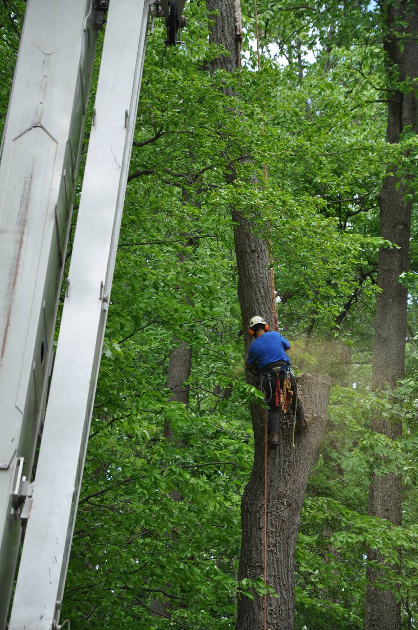 Maple Hill Tree Service | Kennett Square PA