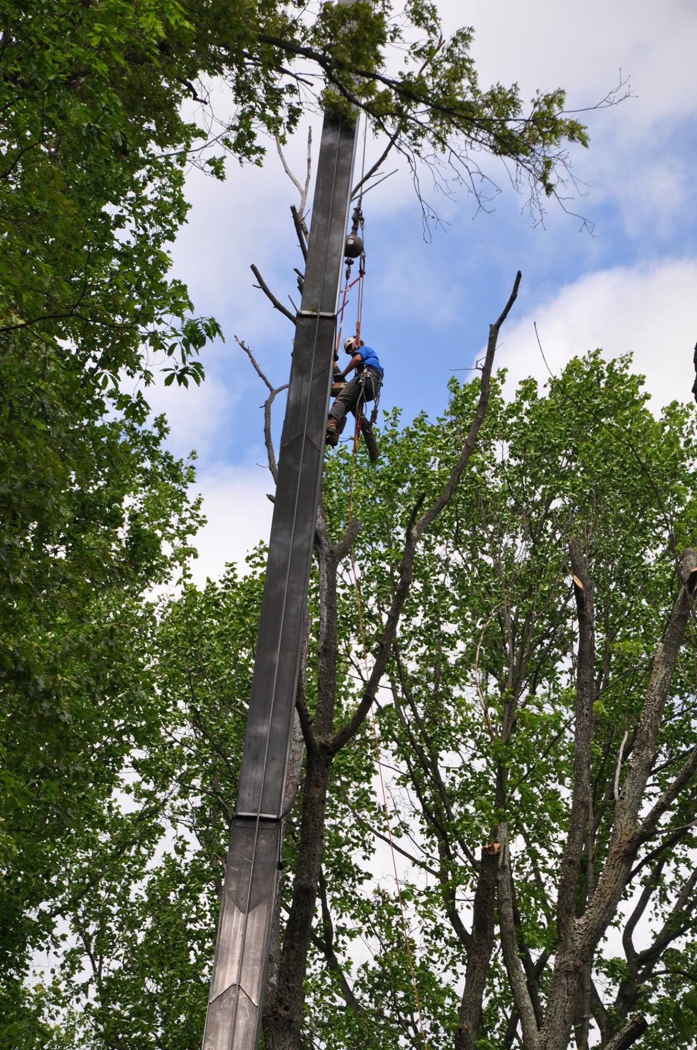 Maple Hill Tree Service | Kennett Square PA