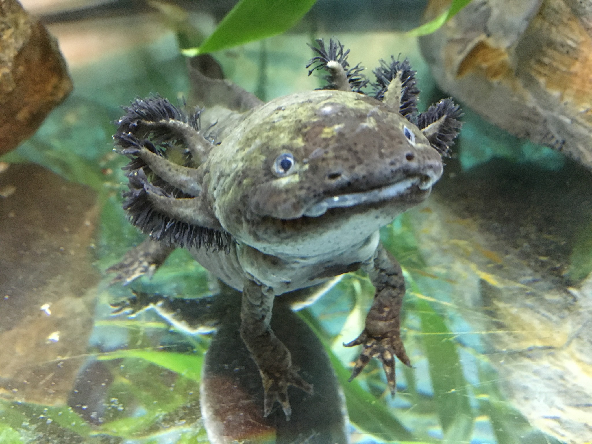 Axolotllover Explore Facebook