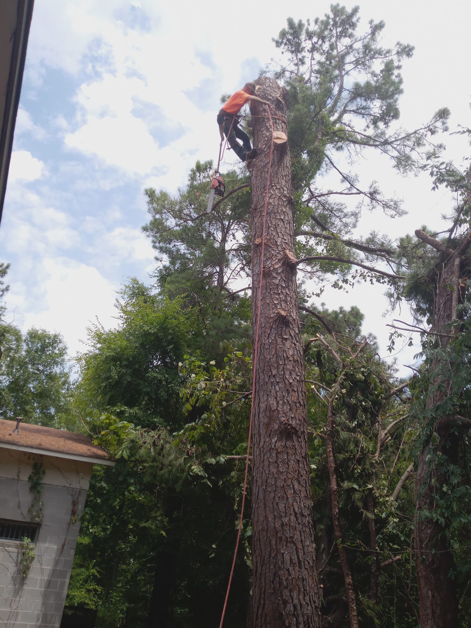 COLTS Tree Service